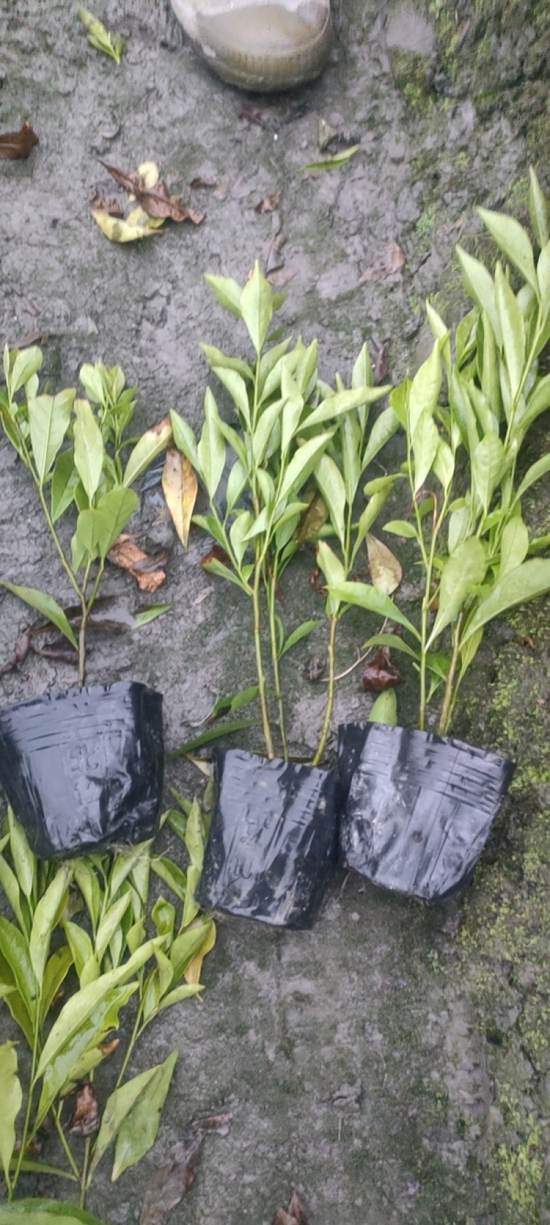 郫都区双色茉莉花，变色茉莉价格低，鸳鸯茉莉，双色茉莉价格