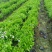 郫都区双色茉莉花，变色茉莉价格低，鸳鸯茉莉，双色茉莉价格