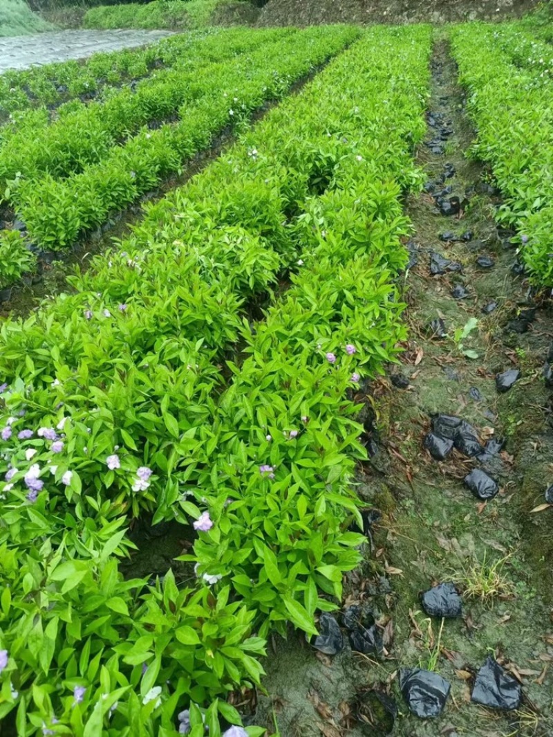 郫都区双色茉莉花，变色茉莉价格低，鸳鸯茉莉，双色茉莉价格