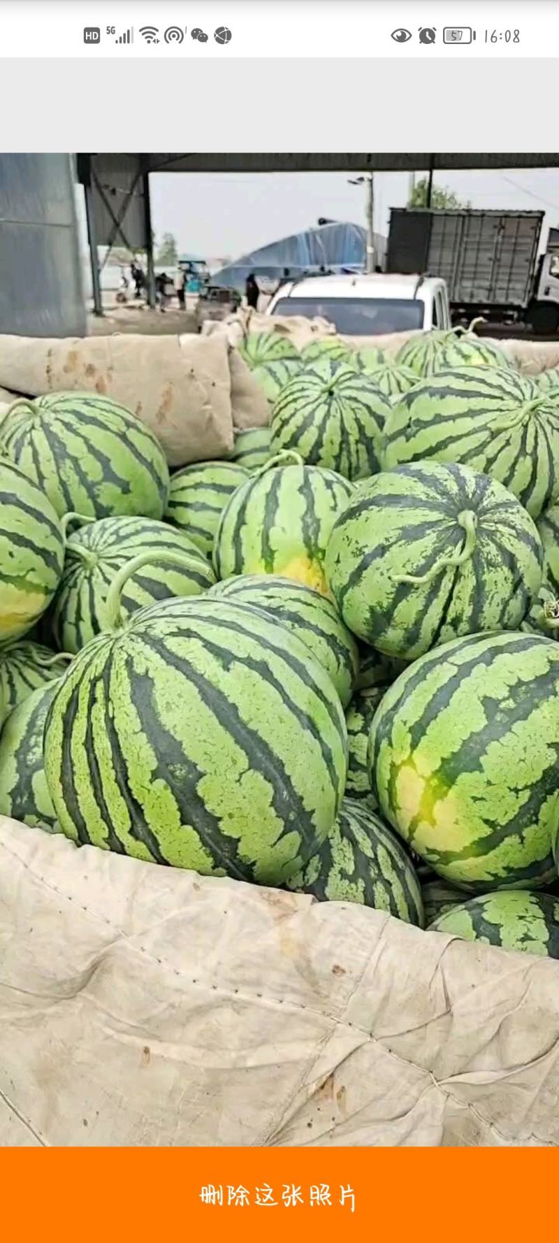 安徽美都西瓜，大量上市中，货源充足，欢迎咨询看货可视频看