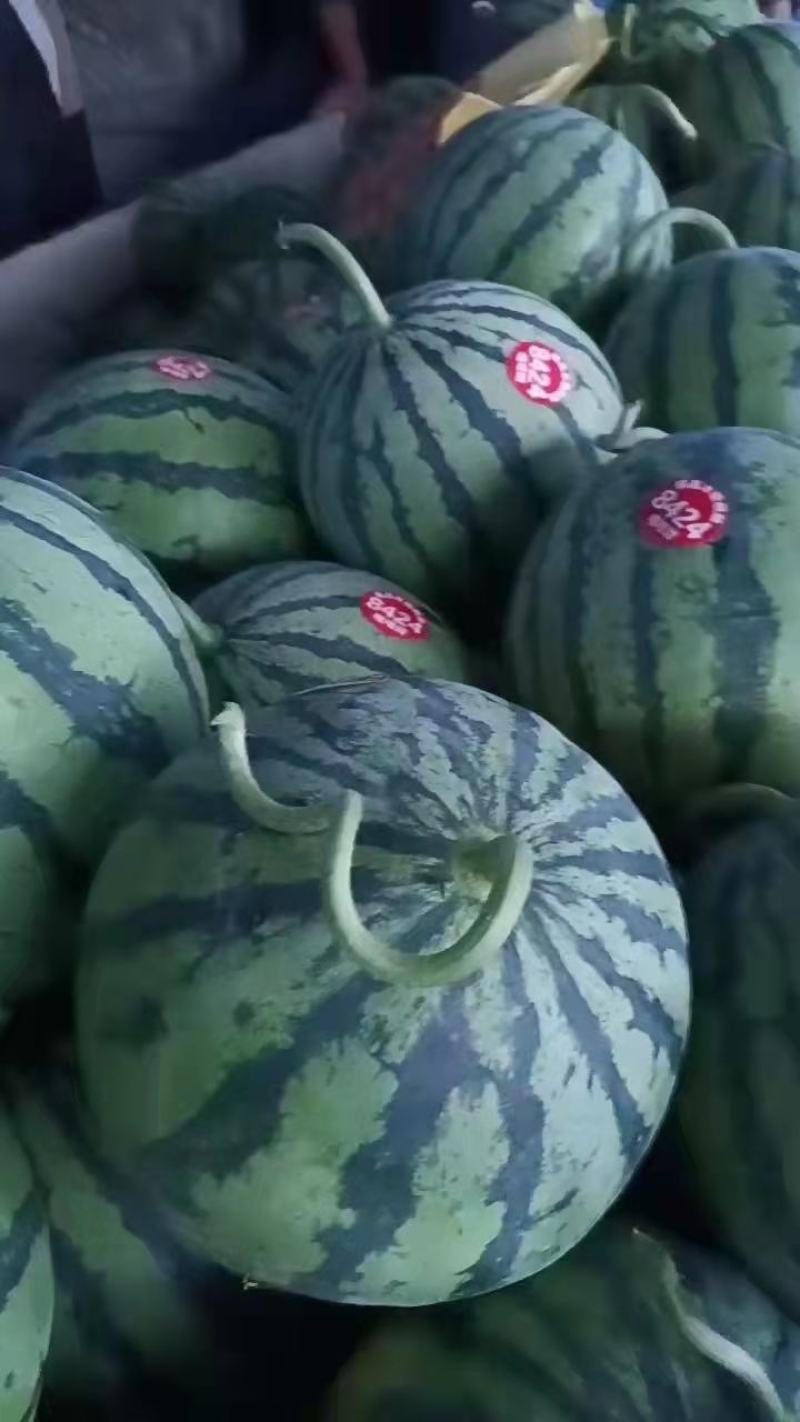 安徽美都西瓜，大量上市中，货源充足，欢迎咨询看货可视频看