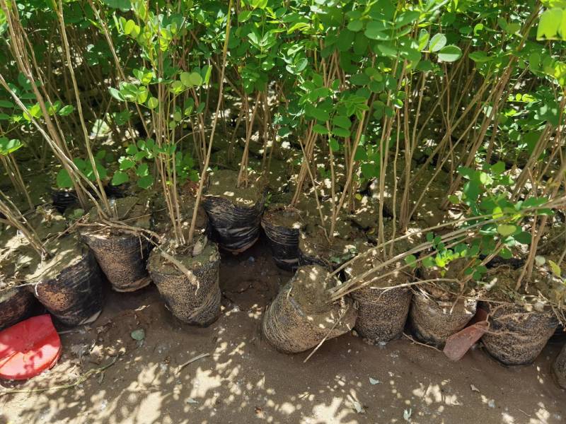 紫穗槐苗常年供应基地大量供应价格优惠易活抗旱