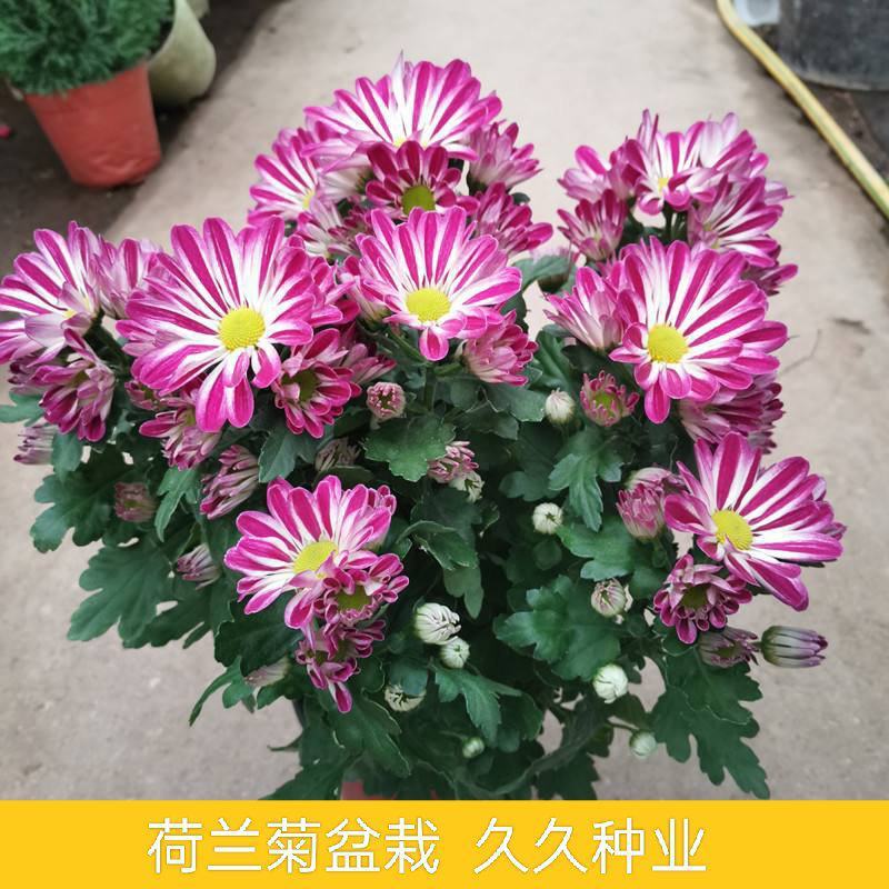 荷兰菊盆栽四季开花菊花苗室内外庭院阳台绿植花卉吸甲醛
