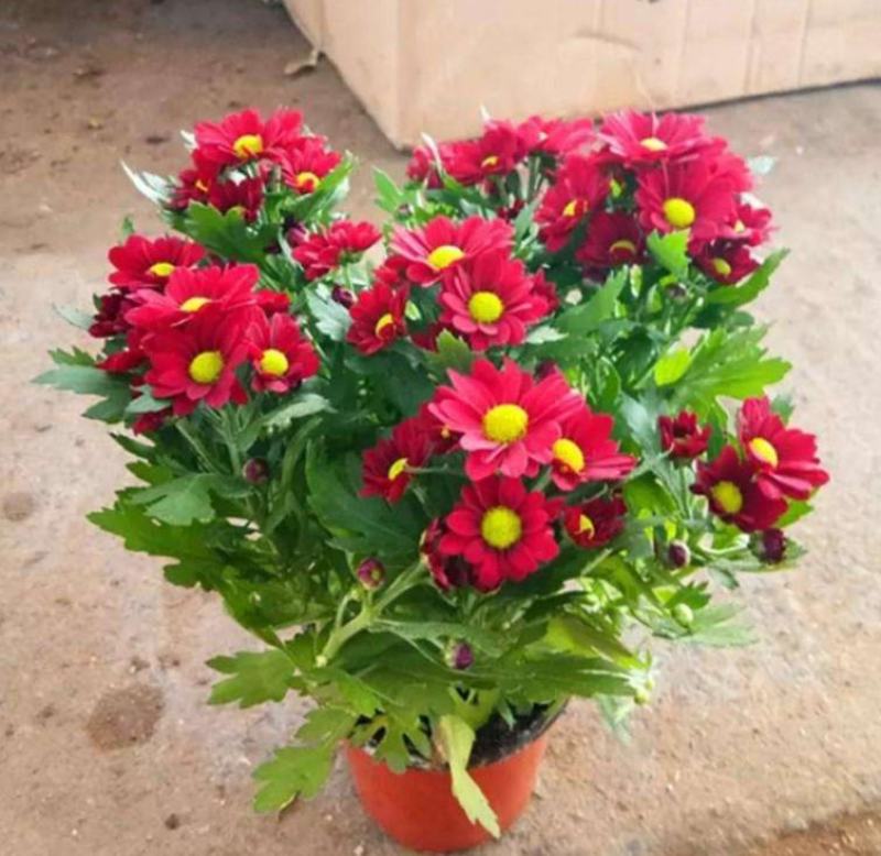 荷兰菊盆栽四季开花菊花苗室内外庭院阳台绿植花卉吸甲醛