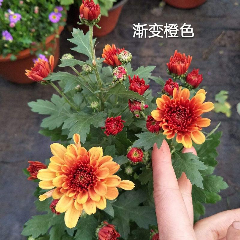 荷兰菊盆栽四季开花菊花苗室内外庭院阳台绿植花卉吸甲醛