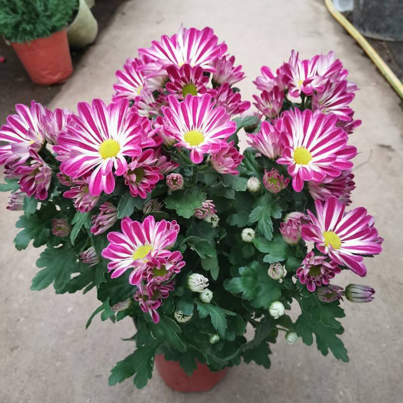 荷兰菊盆栽四季开花菊花苗室内外庭院阳台绿植花卉吸甲醛