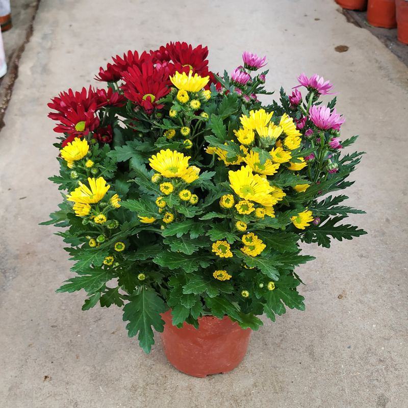 荷兰菊盆栽四季开花菊花苗室内外庭院阳台绿植花卉吸甲醛