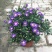 荷兰菊盆栽四季开花菊花苗室内外庭院阳台绿植花卉吸甲醛
