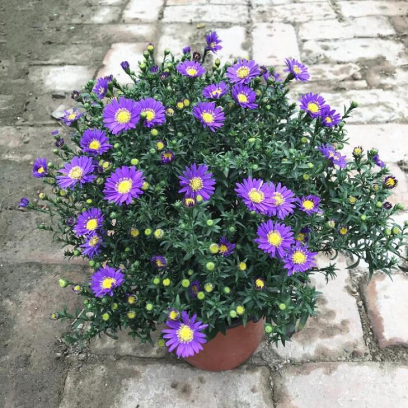 荷兰菊盆栽四季开花菊花苗室内外庭院阳台绿植花卉吸甲醛