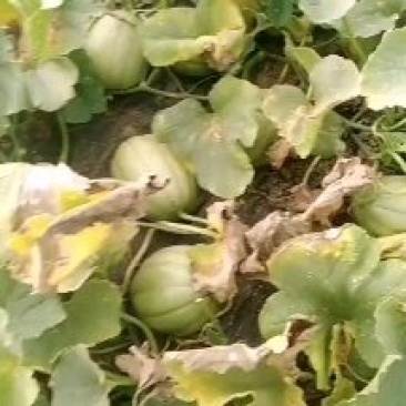 芝麻瓜大量上市
