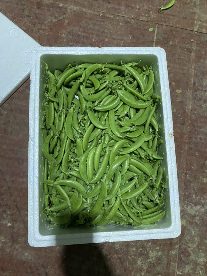 甜豆珍宝豆小颊豆鲜嫩饱基地直供当季新鲜货全国发货品质保证