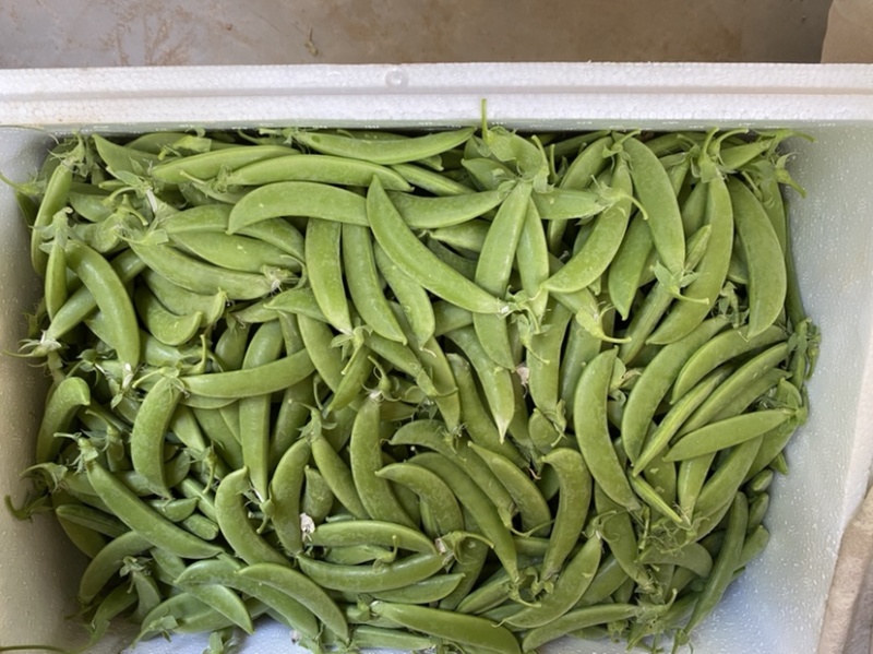 甜豆珍宝豆小颊豆鲜嫩饱基地直供当季新鲜货全国发货品质保证