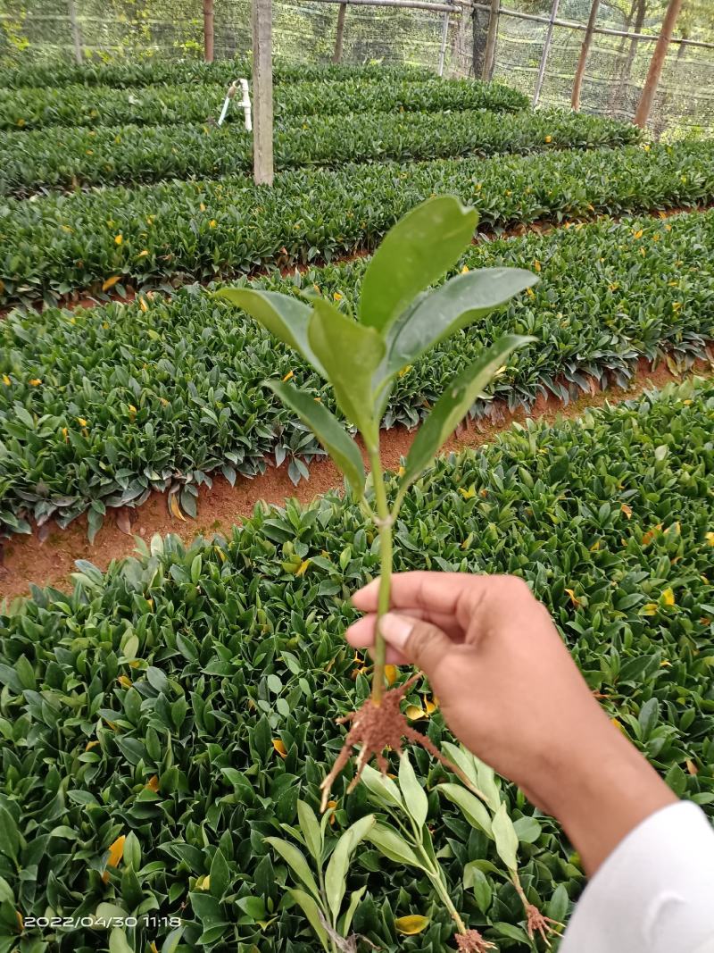 非洲茉莉扦插苗，基地直销，一手货源，欢迎下单