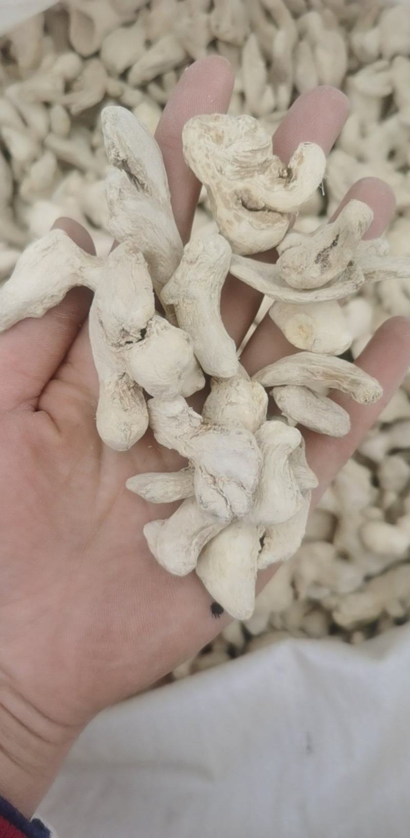 振兴药材批发供应干姜个规格齐全产地直供一手货源全国发货