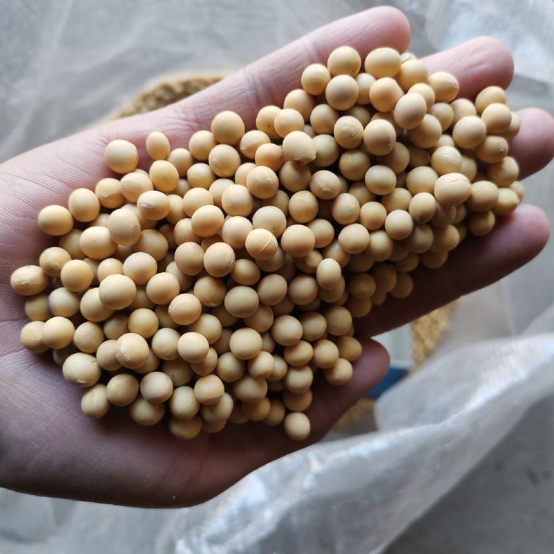 黑龙江大豆2022年新豆高蛋白42优质大豆