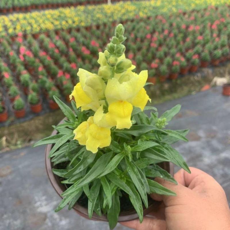 金鱼草盆栽庭院阳台花卉观花植物狮子花花园绿化植物花苗带花