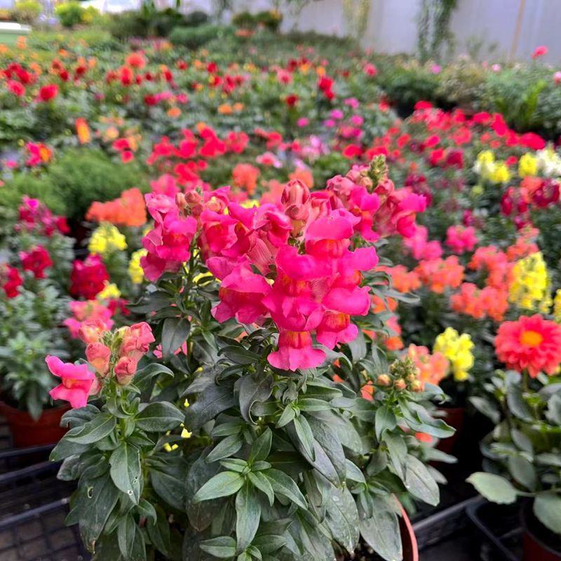 金鱼草盆栽庭院阳台花卉观花植物狮子花花园绿化植物花苗带花
