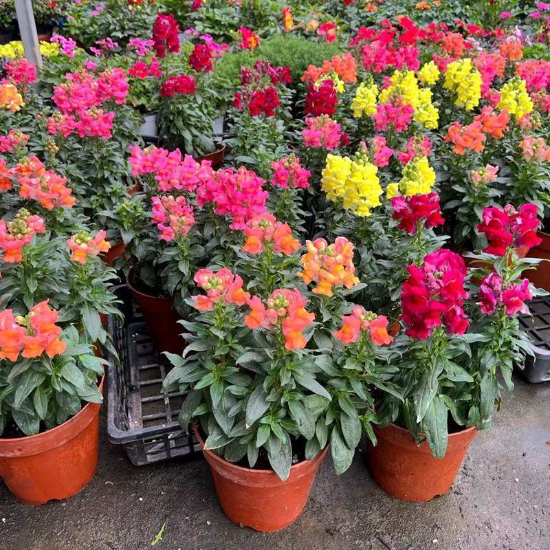 金鱼草盆栽庭院阳台花卉观花植物狮子花花园绿化植物花苗带花