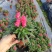 金鱼草盆栽庭院阳台花卉观花植物狮子花花园绿化植物花苗带花