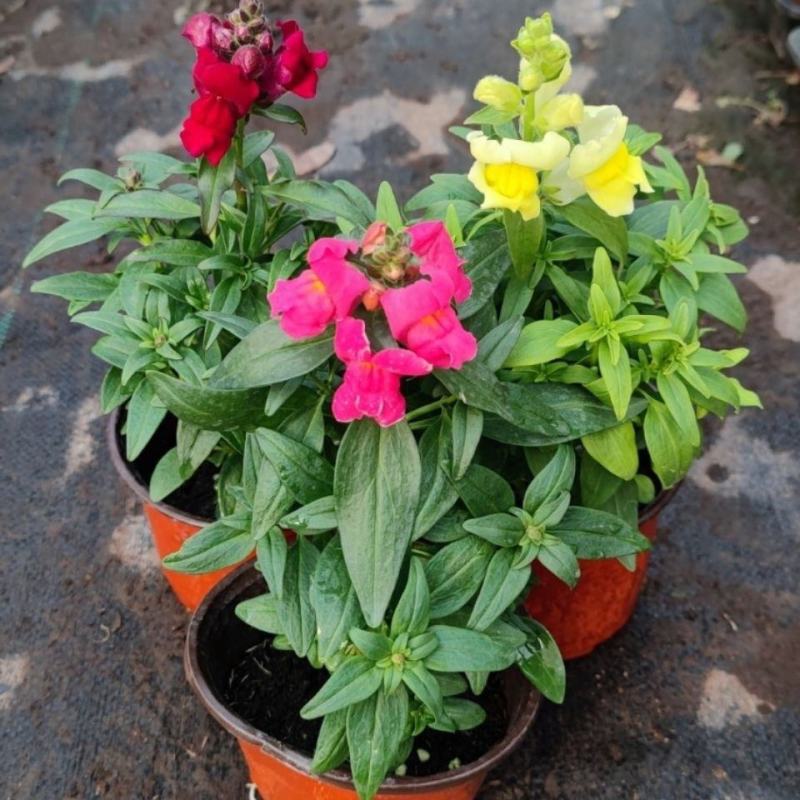 金鱼草盆栽庭院阳台花卉观花植物狮子花花园绿化植物花苗带花