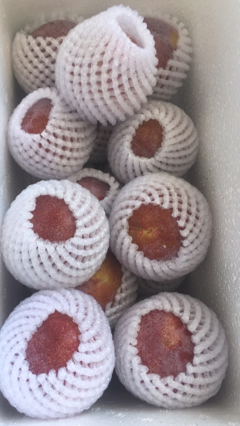 福建特产水果，芙蓉李