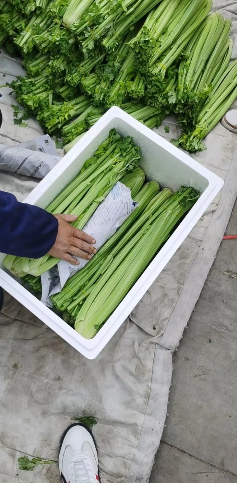 【芹菜】兰州精品西芹产地直销可视频看货量大从优