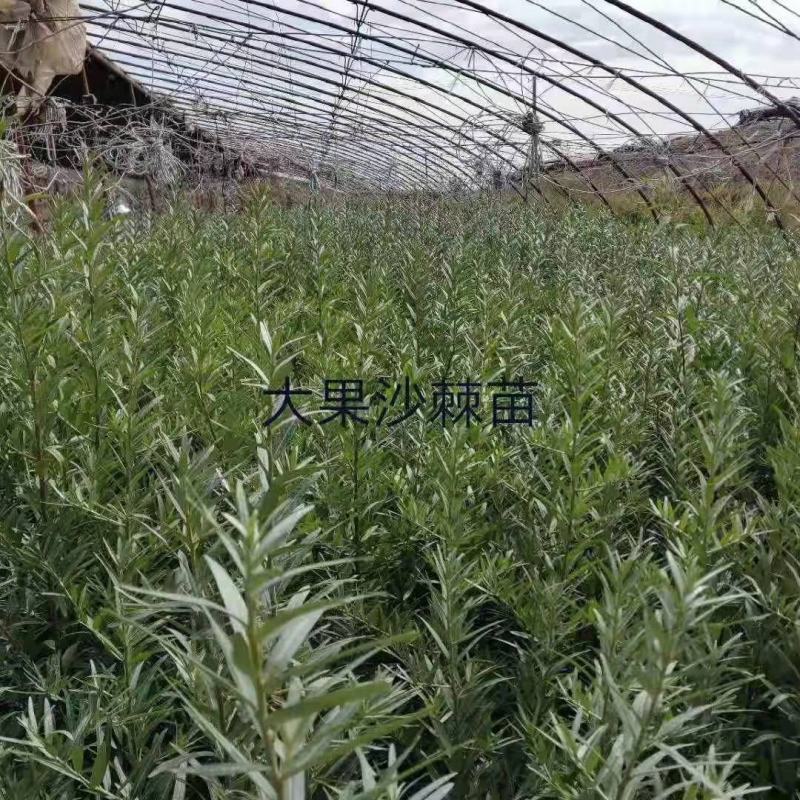 沙棘苗育苗基地，常年出售。大货来购
