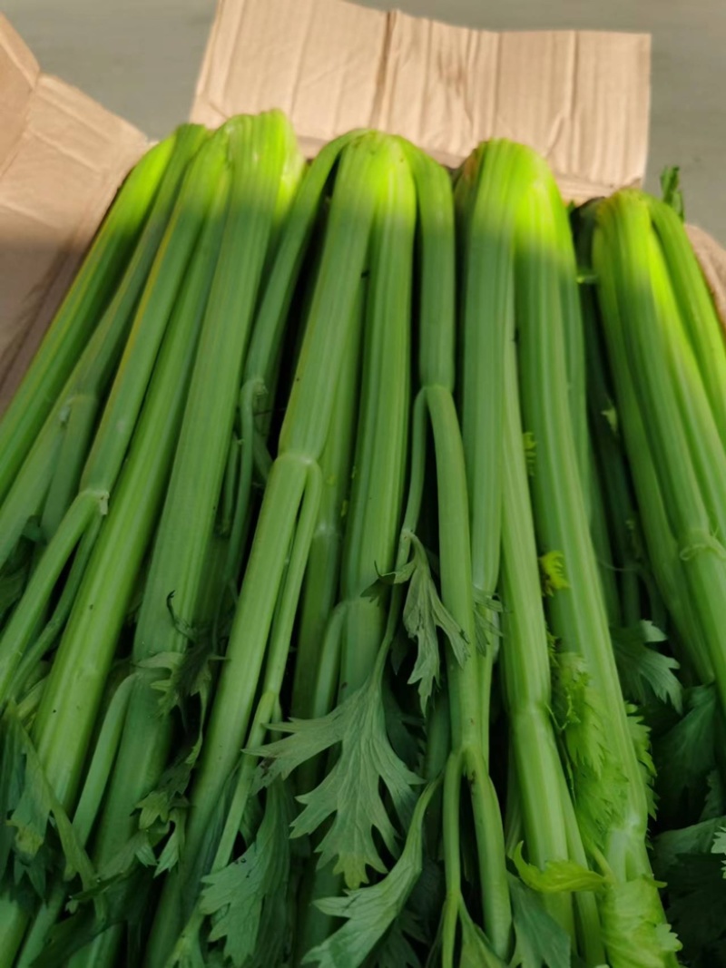 【芹菜】精品西芹产地直销无中介商量大从优全国发货