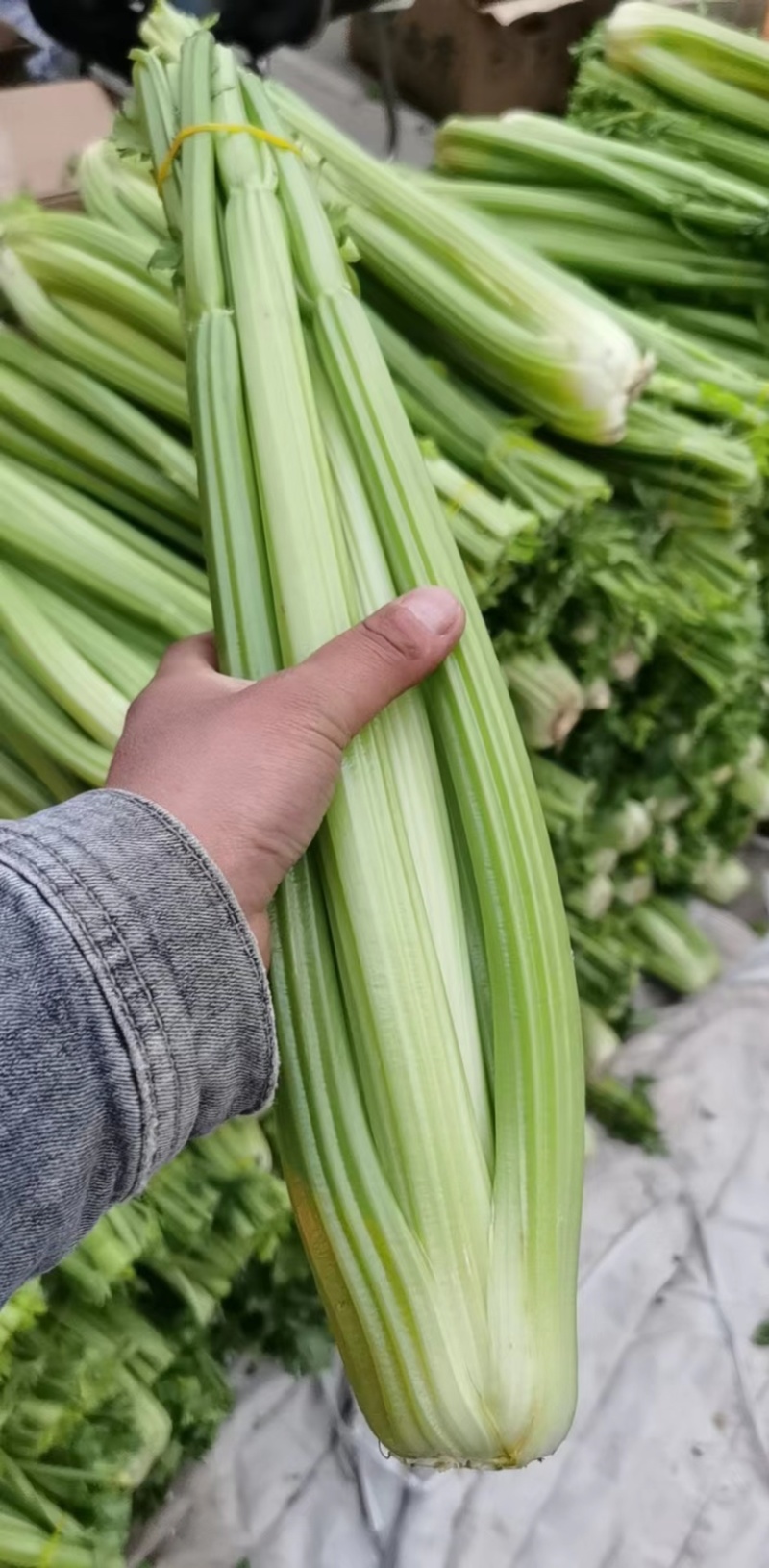 【芹菜】精品西芹产地直销无中介商量大从优全国发货