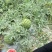 美都麒麟西已大量上市，保证质量，欢迎新老顾客前来定购