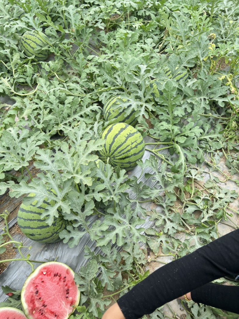 美都麒麟西已大量上市，保证质量，欢迎新老顾客前来定购