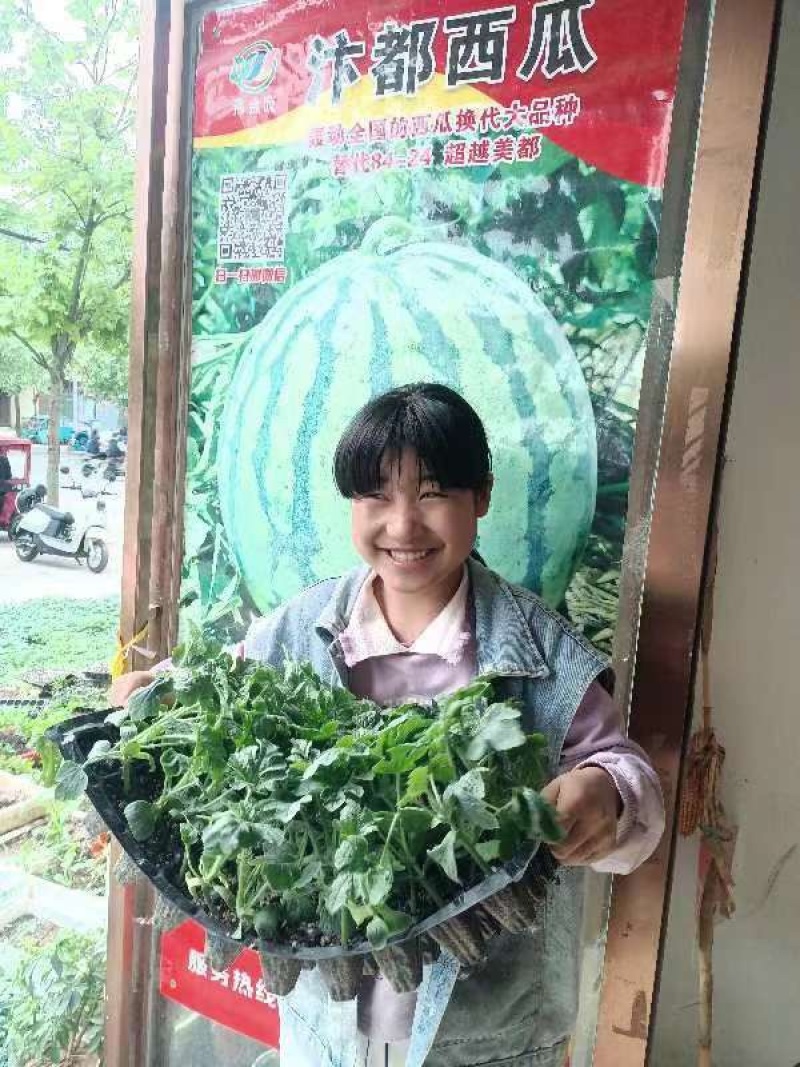 美都西瓜苗美红二号汴都嫁接苗产地直发量大从优