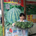 美都西瓜苗美红二号汴都嫁接苗产地直发量大从优