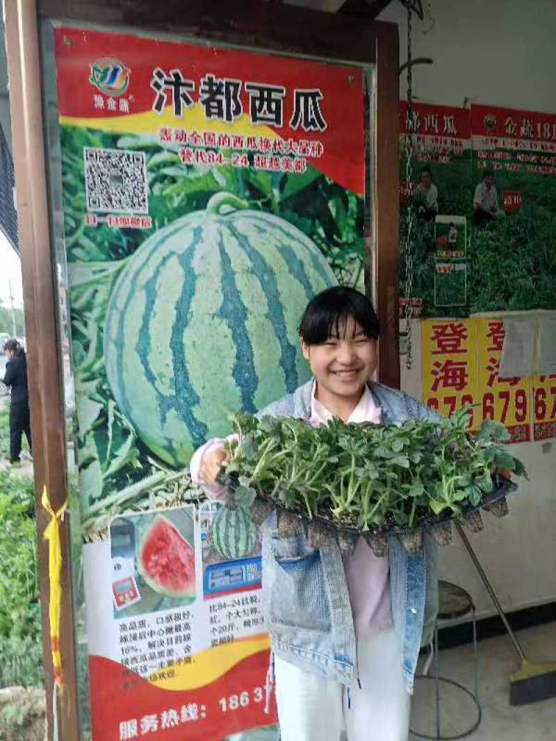 美都西瓜苗美红二号汴都嫁接苗产地直发量大从优