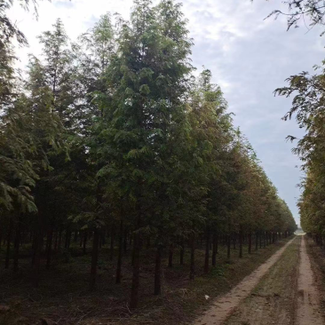 大叶女贞，水杉，造型小叶黄杨，枇杷