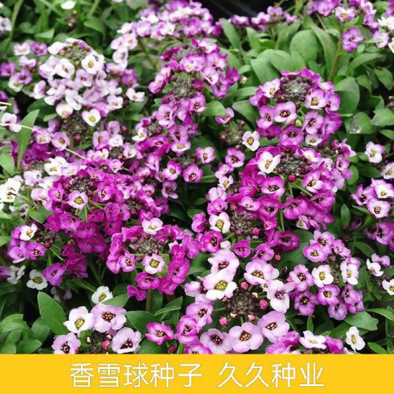 香雪球种子四季播种春播花种子室内阳台盆栽易种