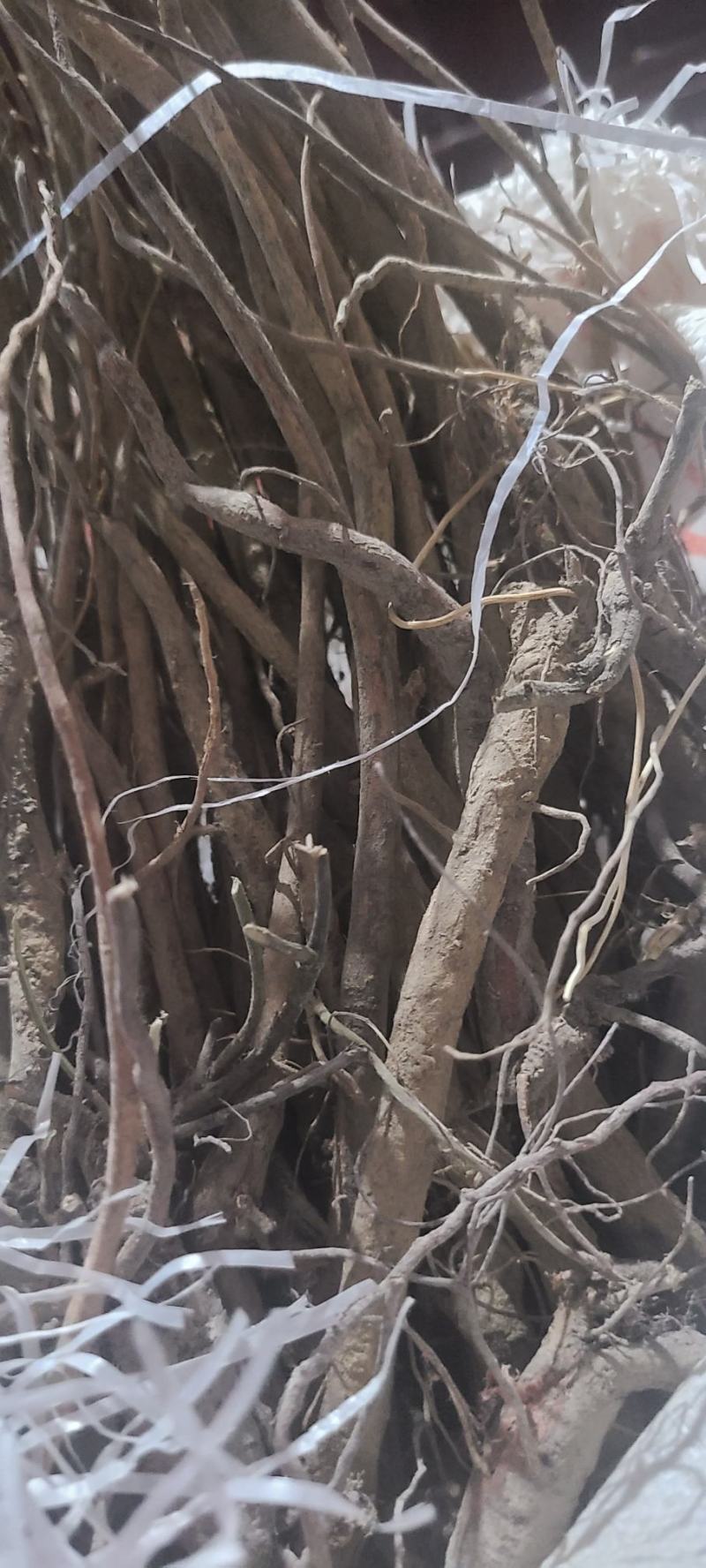 小叶红皮千金拔