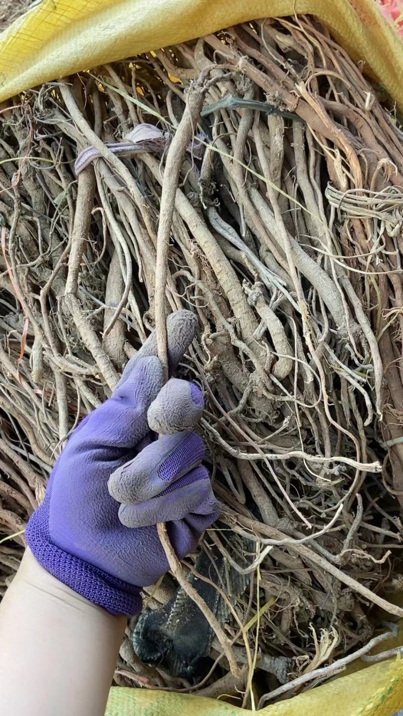 小叶红皮千金拔