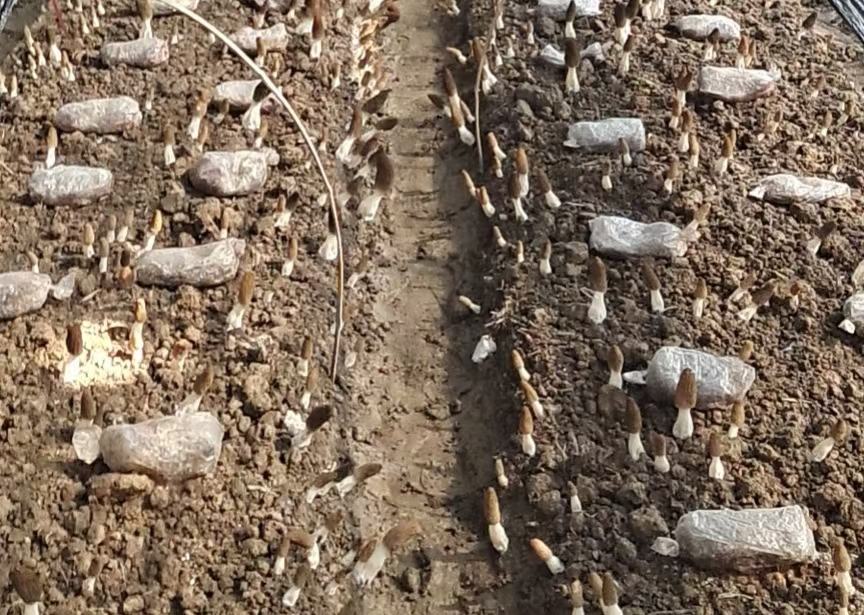 羊肚菌种植基地实景图