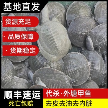 网红麻辣甲鱼批发，卤甲鱼0.3一1斤规格，全国发货