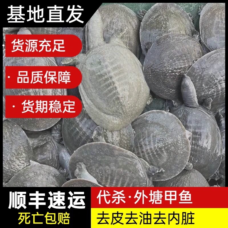 网红麻辣甲鱼批发，卤甲鱼0.3一1斤规格，全国发货