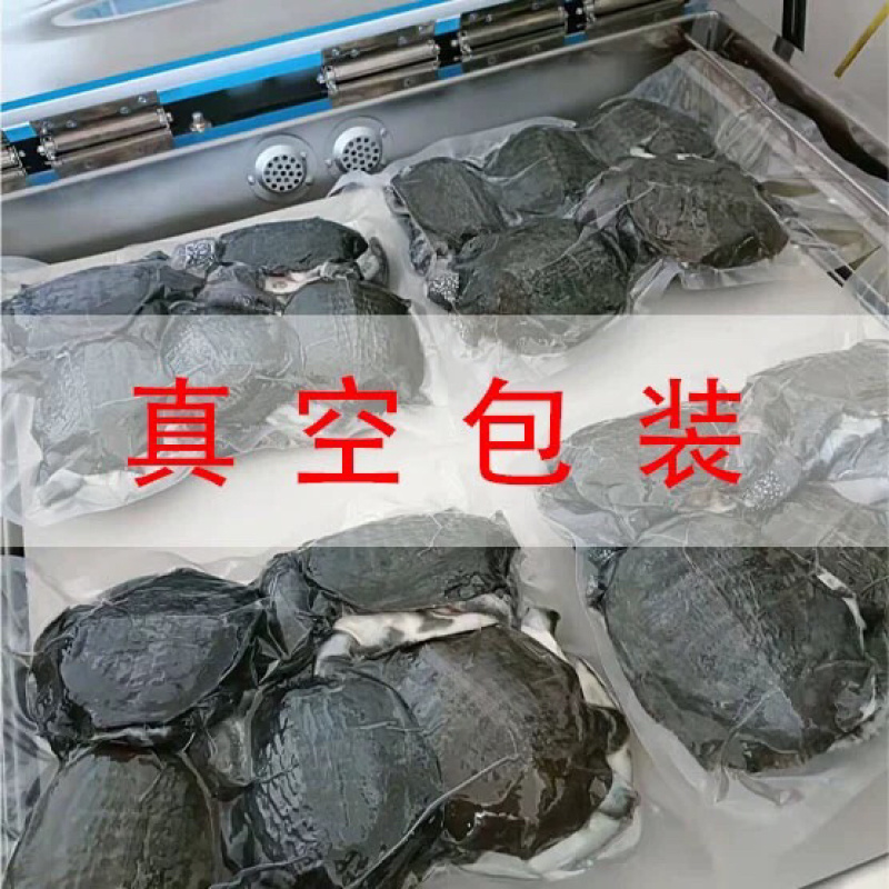 网红麻辣甲鱼批发，卤甲鱼0.5到0.8规格，基地直发