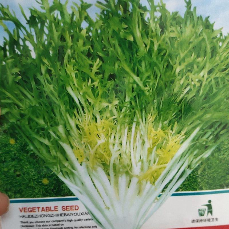 苦苣种子奥盛三号苦叶色浓绿，叶缘缺刻多深裂味略苦