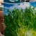 苦苣种子奥盛三号苦叶色浓绿，叶缘缺刻多深裂味略苦