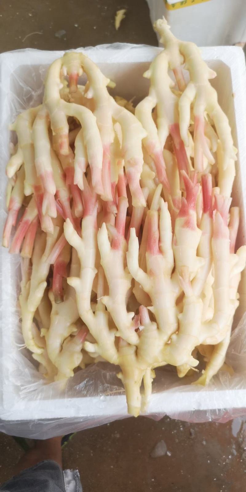子姜