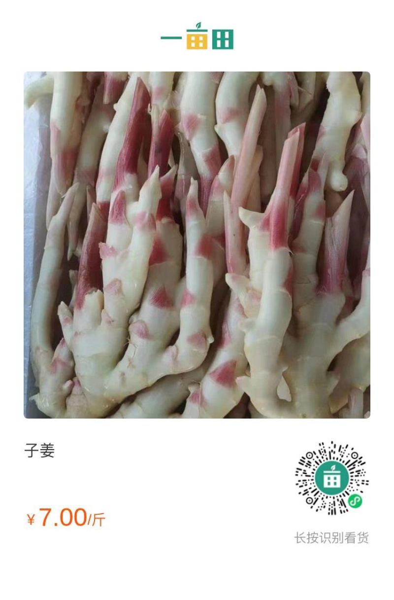 子姜
