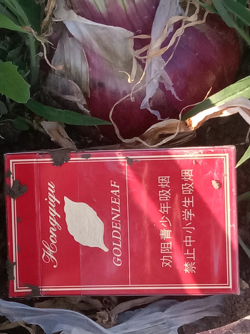 紫皮扁洋葱