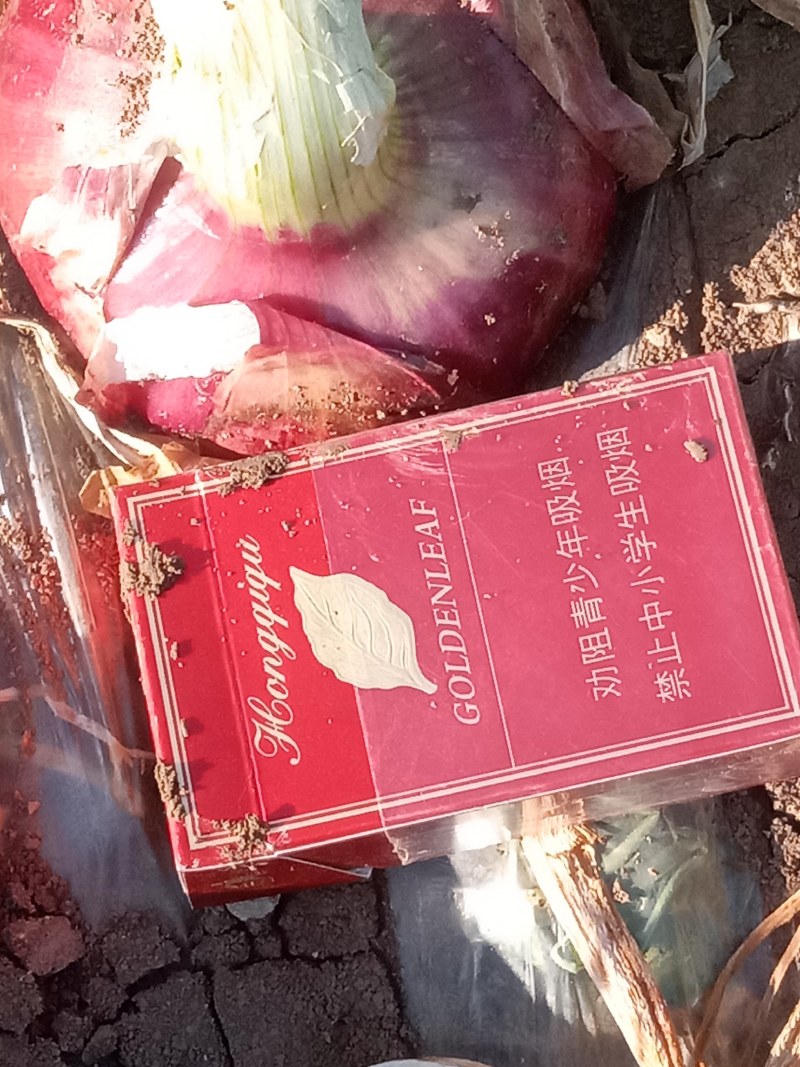紫皮扁洋葱