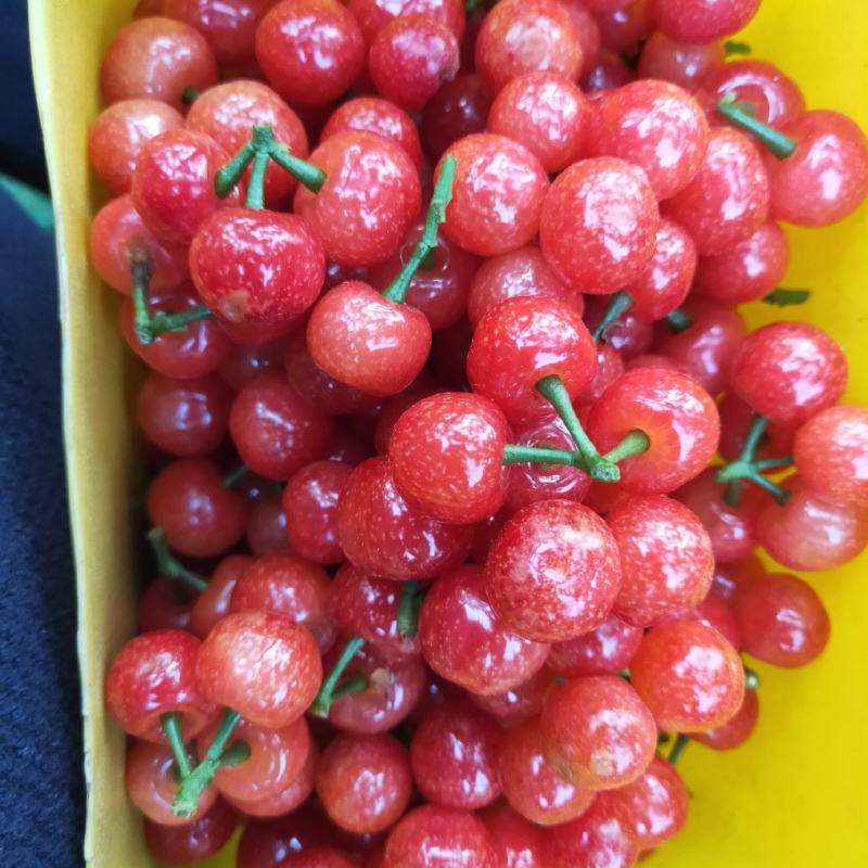 樱桃小丸子