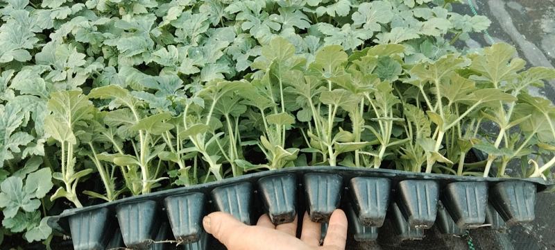 《甜王西瓜苗》嫁接西瓜苗放心苗基地现挖现发全国发货